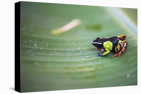 Mantella Baroni, a Frog Endemic to Madagascar, Africa-Matthew Williams-Ellis-Stretched Canvas