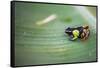 Mantella Baroni, a Frog Endemic to Madagascar, Africa-Matthew Williams-Ellis-Framed Stretched Canvas