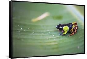 Mantella Baroni, a Frog Endemic to Madagascar, Africa-Matthew Williams-Ellis-Framed Stretched Canvas