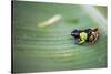 Mantella Baroni, a Frog Endemic to Madagascar, Africa-Matthew Williams-Ellis-Stretched Canvas