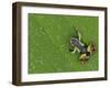 Mantella Frog on Leaf, Madagascar-Edwin Giesbers-Framed Photographic Print