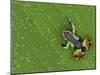 Mantella Frog on Leaf, Madagascar-Edwin Giesbers-Mounted Photographic Print