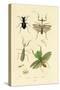 Mantis, 1833-39-null-Stretched Canvas