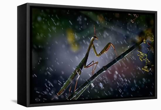 Mantis in the Rain-Antonio Grambone-Framed Stretched Canvas
