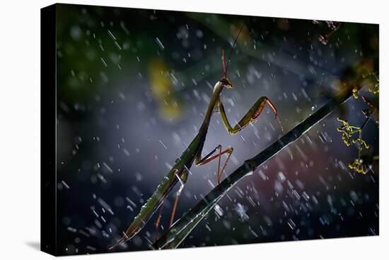 Mantis in the Rain-Antonio Grambone-Stretched Canvas