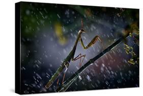 Mantis in the Rain-Antonio Grambone-Stretched Canvas