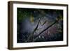 Mantis in the Rain-Antonio Grambone-Framed Photographic Print