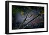 Mantis in the Rain-Antonio Grambone-Framed Photographic Print