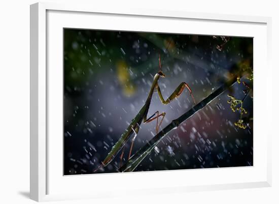 Mantis in the Rain-Antonio Grambone-Framed Photographic Print