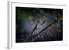 Mantis in the Rain-Antonio Grambone-Framed Photographic Print