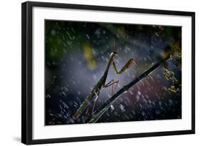 Mantis in the Rain-Antonio Grambone-Framed Photographic Print