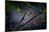 Mantis in the Rain-Antonio Grambone-Mounted Photographic Print