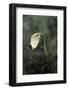 Mantis Religiosa (Praying Mantis) - Feeding on a Butterfly-Paul Starosta-Framed Photographic Print