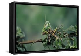 Mantis Religiosa (Praying Mantis) - Feeding on a Grasshopper-Paul Starosta-Framed Stretched Canvas