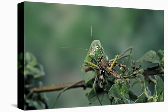 Mantis Religiosa (Praying Mantis) - Feeding on a Grasshopper-Paul Starosta-Stretched Canvas