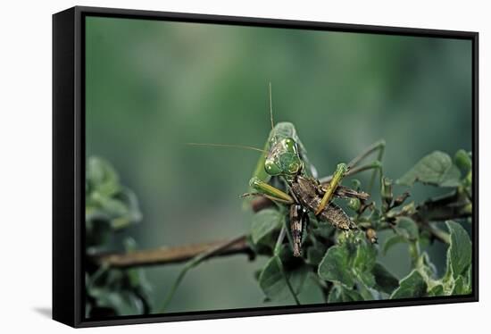 Mantis Religiosa (Praying Mantis) - Feeding on a Grasshopper-Paul Starosta-Framed Stretched Canvas