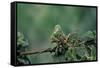 Mantis Religiosa (Praying Mantis) - Feeding on a Grasshopper-Paul Starosta-Framed Stretched Canvas