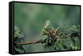 Mantis Religiosa (Praying Mantis) - Feeding on a Grasshopper-Paul Starosta-Framed Stretched Canvas