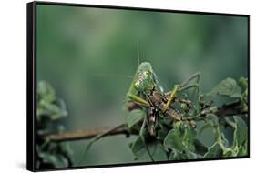 Mantis Religiosa (Praying Mantis) - Feeding on a Grasshopper-Paul Starosta-Framed Stretched Canvas