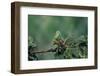 Mantis Religiosa (Praying Mantis) - Feeding on a Grasshopper-Paul Starosta-Framed Photographic Print