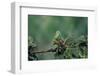 Mantis Religiosa (Praying Mantis) - Feeding on a Grasshopper-Paul Starosta-Framed Photographic Print