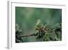 Mantis Religiosa (Praying Mantis) - Feeding on a Grasshopper-Paul Starosta-Framed Photographic Print