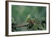 Mantis Religiosa (Praying Mantis) - Feeding on a Grasshopper-Paul Starosta-Framed Photographic Print