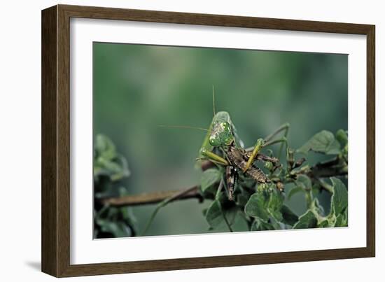 Mantis Religiosa (Praying Mantis) - Feeding on a Grasshopper-Paul Starosta-Framed Photographic Print