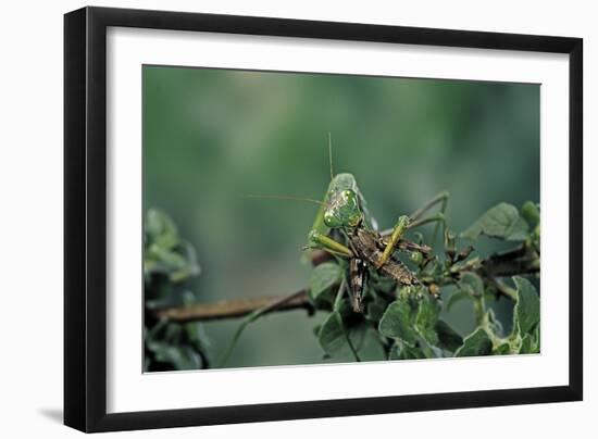 Mantis Religiosa (Praying Mantis) - Feeding on a Grasshopper-Paul Starosta-Framed Photographic Print