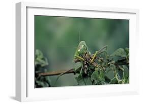 Mantis Religiosa (Praying Mantis) - Feeding on a Grasshopper-Paul Starosta-Framed Photographic Print