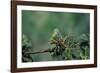 Mantis Religiosa (Praying Mantis) - Feeding on a Grasshopper-Paul Starosta-Framed Photographic Print