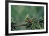 Mantis Religiosa (Praying Mantis) - Feeding on a Grasshopper-Paul Starosta-Framed Photographic Print