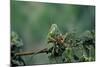 Mantis Religiosa (Praying Mantis) - Feeding on a Grasshopper-Paul Starosta-Mounted Photographic Print