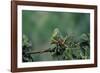 Mantis Religiosa (Praying Mantis) - Feeding on a Grasshopper-Paul Starosta-Framed Photographic Print