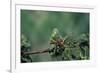 Mantis Religiosa (Praying Mantis) - Feeding on a Grasshopper-Paul Starosta-Framed Photographic Print