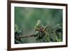 Mantis Religiosa (Praying Mantis) - Feeding on a Grasshopper-Paul Starosta-Framed Photographic Print