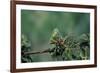 Mantis Religiosa (Praying Mantis) - Feeding on a Grasshopper-Paul Starosta-Framed Photographic Print