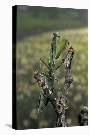 Mantis Religiosa (Praying Mantis) - Female Ready to Lay-Paul Starosta-Stretched Canvas