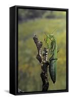 Mantis Religiosa (Praying Mantis) - Female Ready to Lay-Paul Starosta-Framed Stretched Canvas