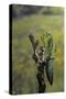 Mantis Religiosa (Praying Mantis) - Female Ready to Lay-Paul Starosta-Stretched Canvas