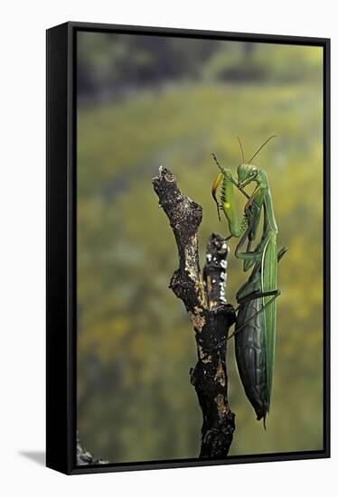 Mantis Religiosa (Praying Mantis) - Female Ready to Lay-Paul Starosta-Framed Stretched Canvas