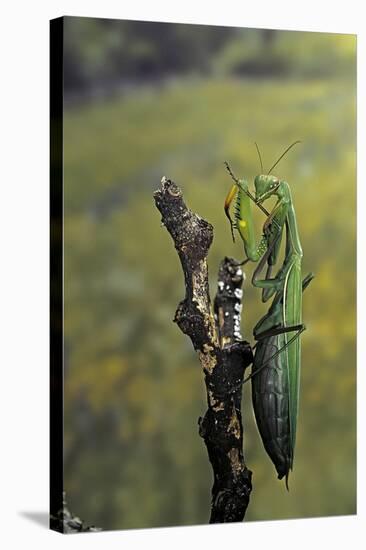 Mantis Religiosa (Praying Mantis) - Female Ready to Lay-Paul Starosta-Stretched Canvas