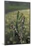 Mantis Religiosa (Praying Mantis) - Female Ready to Lay-Paul Starosta-Mounted Photographic Print