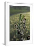 Mantis Religiosa (Praying Mantis) - Female Ready to Lay-Paul Starosta-Framed Photographic Print