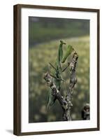 Mantis Religiosa (Praying Mantis) - Female Ready to Lay-Paul Starosta-Framed Photographic Print