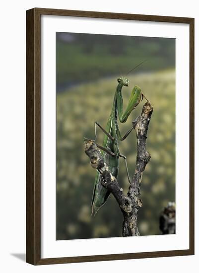 Mantis Religiosa (Praying Mantis) - Female Ready to Lay-Paul Starosta-Framed Photographic Print