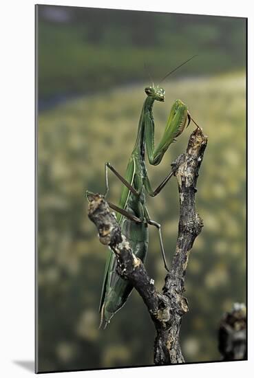 Mantis Religiosa (Praying Mantis) - Female Ready to Lay-Paul Starosta-Mounted Photographic Print