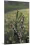 Mantis Religiosa (Praying Mantis) - Female Ready to Lay-Paul Starosta-Mounted Photographic Print