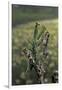 Mantis Religiosa (Praying Mantis) - Female Ready to Lay-Paul Starosta-Framed Photographic Print