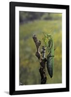 Mantis Religiosa (Praying Mantis) - Female Ready to Lay-Paul Starosta-Framed Photographic Print